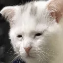 Tiredcat TiredCat Discord Emoji