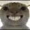 cat_xd