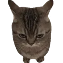 catstare Discord Emoji