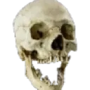 skull