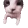 kittykiss