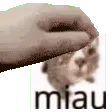 miaupet
