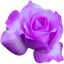 purple_flower
