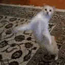Cat_dance