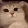 CatCute