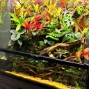 paludarium