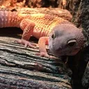 leopardgecko