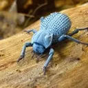 bluedeathfeigningbeetle