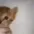 cathiccup