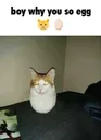 eggcat