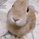 slungus slungus