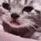 cryCat