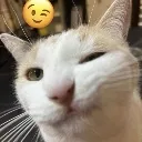 catwink