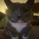 Goobie_Snoobert
