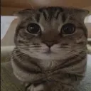 shebert