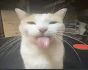 cat_bleh