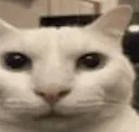 biauch