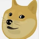 DogeStare