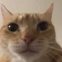 catE_stare catE_stare