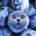 c_catblue