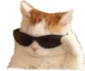 catcooler