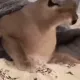 flopshook flopshook