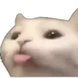 Cat Bleh Discord Emoji