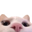 Cat Lurk catlurk Discord Emoji