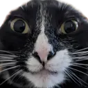 catstare catstare