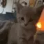 femboy_cat_stare_sniff