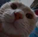 hi