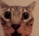 scaredcat