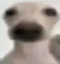 d_