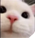 catShy