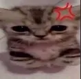 TP_CatAngry