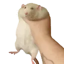 rat