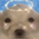 StupidFuckingAngelDog