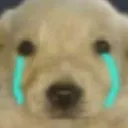 StupidFuckingCryingDog StupidFuckingCryingDog