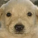 StupidFuckingNormalDog