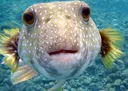 staringFish staringFish