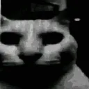 catdespair