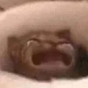 catcry Discord Emoji