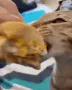 DEVOUR DEVOUR