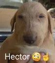hector