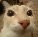 Cat_Stare
