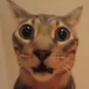 shockedcat