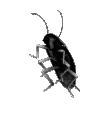 4227blackroach