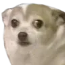 AUI_ScaredDog