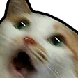 catshookdonotsteal
