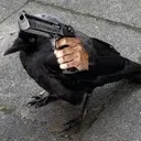crow_gun